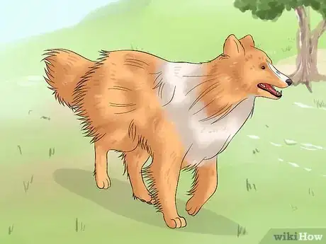 Image titled Care for Shelties Step 19