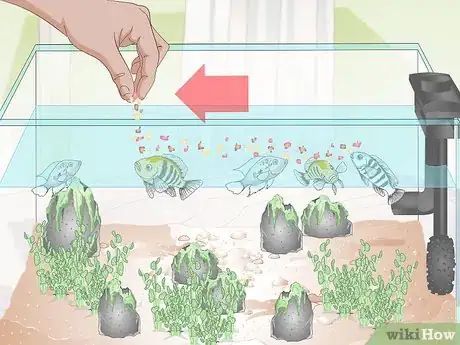 Image titled Buy Fish for an Aggressive Freshwater Aquarium Step 8