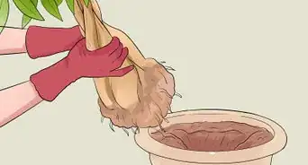 Care for a Money Tree