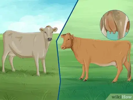 Image titled Identify Guernsey Cattle Step 2