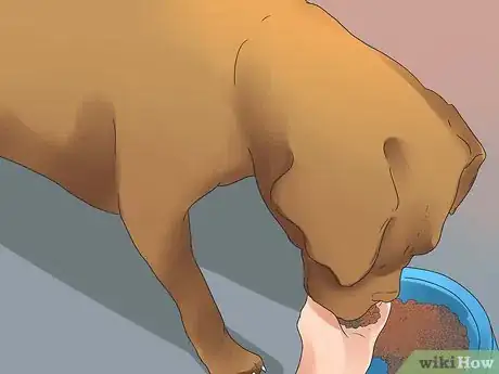 Image titled Diagnose and Treat Dog Diarrhea Step 15