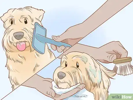 Image titled Groom a Wheaten Terrier Step 11