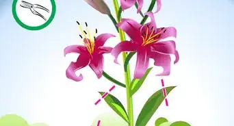 Prune Lilies