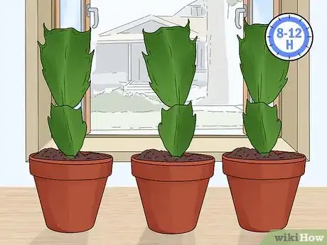 Image titled Plant a Christmas Cactus Step 7
