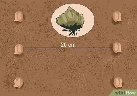 Image titled Grow and Care for Asiatic Lilies Step 5