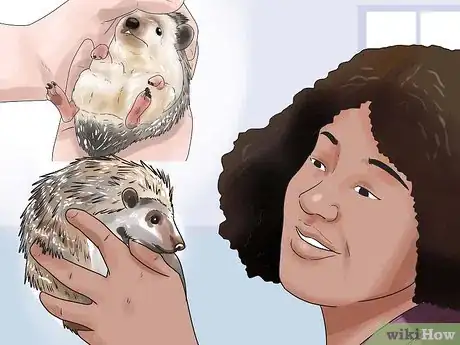 Image titled Care for African Pygmy Hedgehogs Step 9