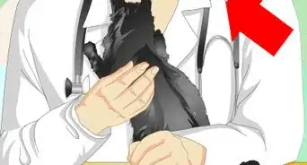 Tell If a Cat Is Neutered