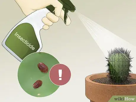 Image titled Care for a Cactus Step 12