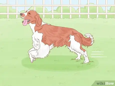 Image titled Identify an English Springer Spaniel Step 16