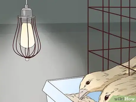 Image titled Raise Quail for Eggs Step 27