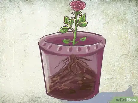Image titled Plant a Bare Rooted Rose Bush in a Pot Step 5