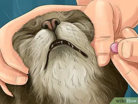 Image titled Diagnose and Treat Ear Infections in Cats Step 11