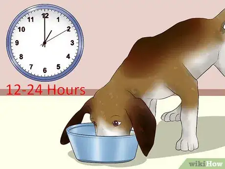 Image titled Ease Your Dog's Stomach Problems Step 11