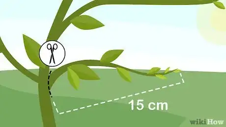 Image titled Grow Lemon Myrtle Step 1