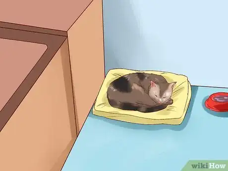 Image titled Care for American Longhair Cats Step 1