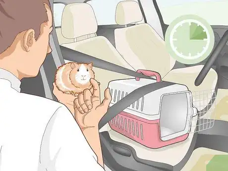 Image titled Transport a Guinea Pig Step 7
