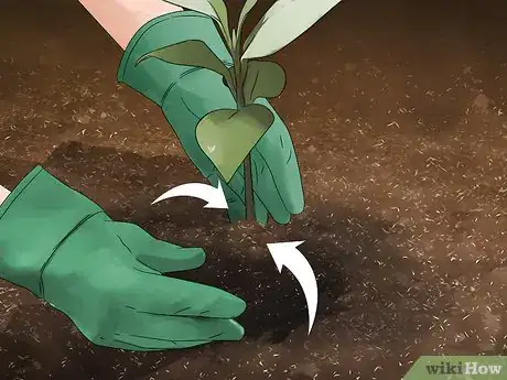 Image titled Grow Evergreen Trees Step 16