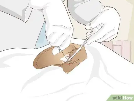 Image titled Treat Vestibular Disease in Dogs Step 9