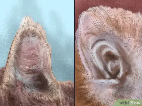 Image titled Pick a Healthy Adult Cat Step 6