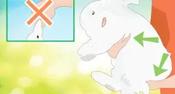 Address Biting and Aggressive Behavior in a Rabbit