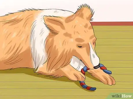 Image titled Care for Shelties Step 18