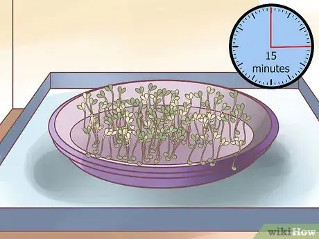 Image titled Grow Alfalfa Sprouts Step 19