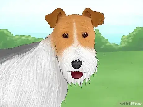 Image titled Identify a Wire Fox Terrier Step 4