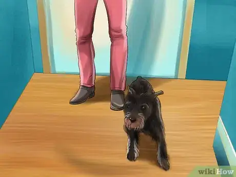 Image titled Adopt a Schnauzer Step 12