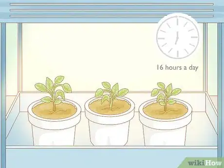 Image titled Grow Tobacco Inside Step 11