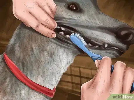 Image titled Care for a Greyhound Step 15