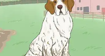 Identify a Clumber Spaniel