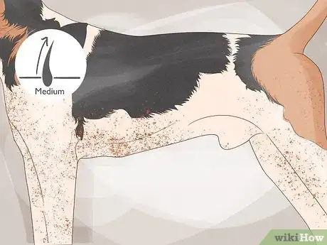 Image titled Identify an American English Coonhound Step 8