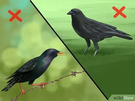 Image titled Use a Backyard Bird Feeder Step 23