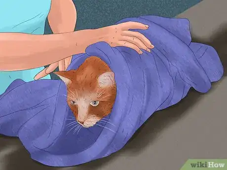 Image titled Give Tricyclic Antidepressants to a Cat Step 4