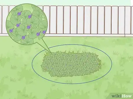 Image titled Get Rid of Ground Ivy Step 1