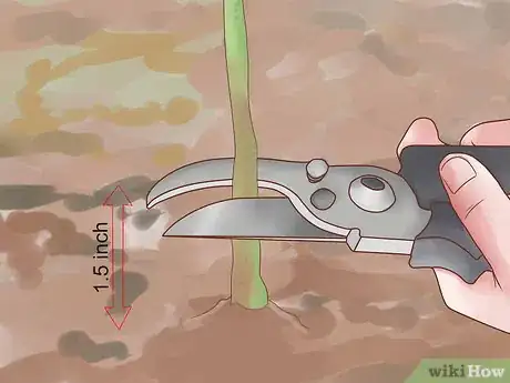 Image titled Prune Rosa Rugosa Step 9