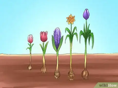 Image titled Transplant Bulbs Step 4