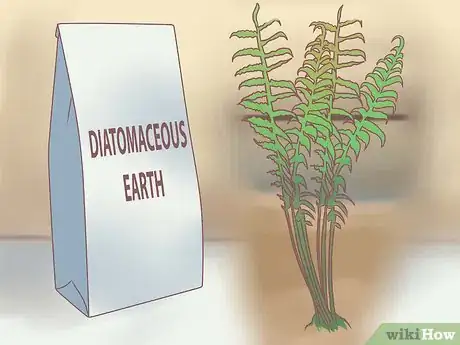 Image titled Grow Ferns Step 18