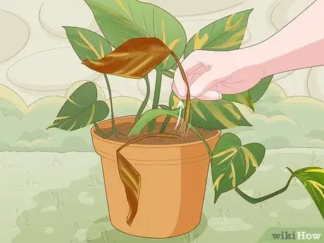 Image titled Care for a Golden Pothos Step 5