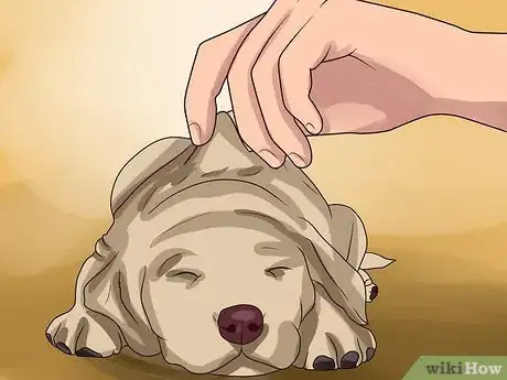 Image titled Treat Canine Kidney Disease Step 5