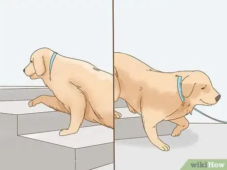Image titled Train a Blind Dog to Handle the Stairs Step 6