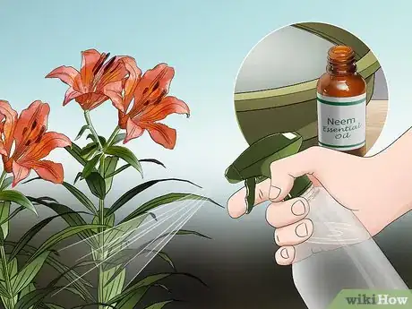 Image titled Grow Tiger Lilies Step 13