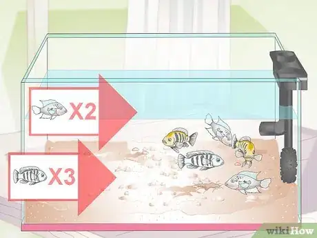 Image titled Buy Fish for an Aggressive Freshwater Aquarium Step 4
