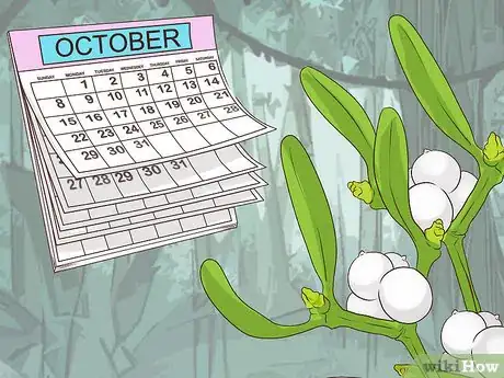 Image titled Grow Mistletoe Step 1