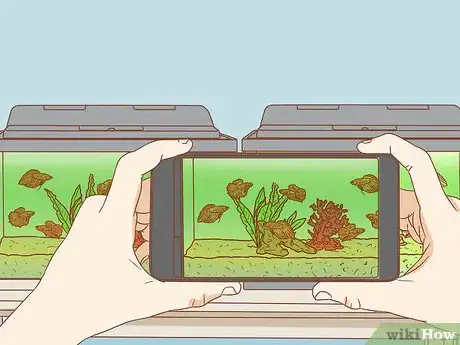 Image titled Help Pet Shop Bettas Step 2