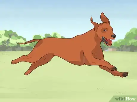 Image titled Prepare Your Dog to Go Off‐Leash Step 13