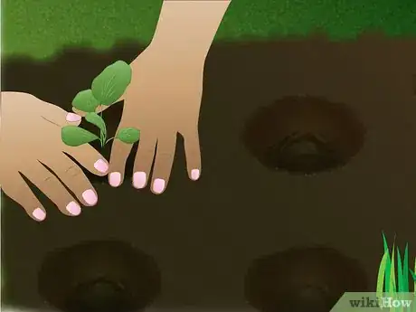 Image titled Grow Foxglove Step 6