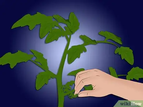 Image titled Plant a Sweet Shrub Step 9Bullet2