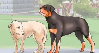 Walk Two Dogs at the Same Time on Leashes