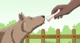 Protect Yourself from Dogs While Walking